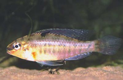 Dicrossus sp. Rio Negro